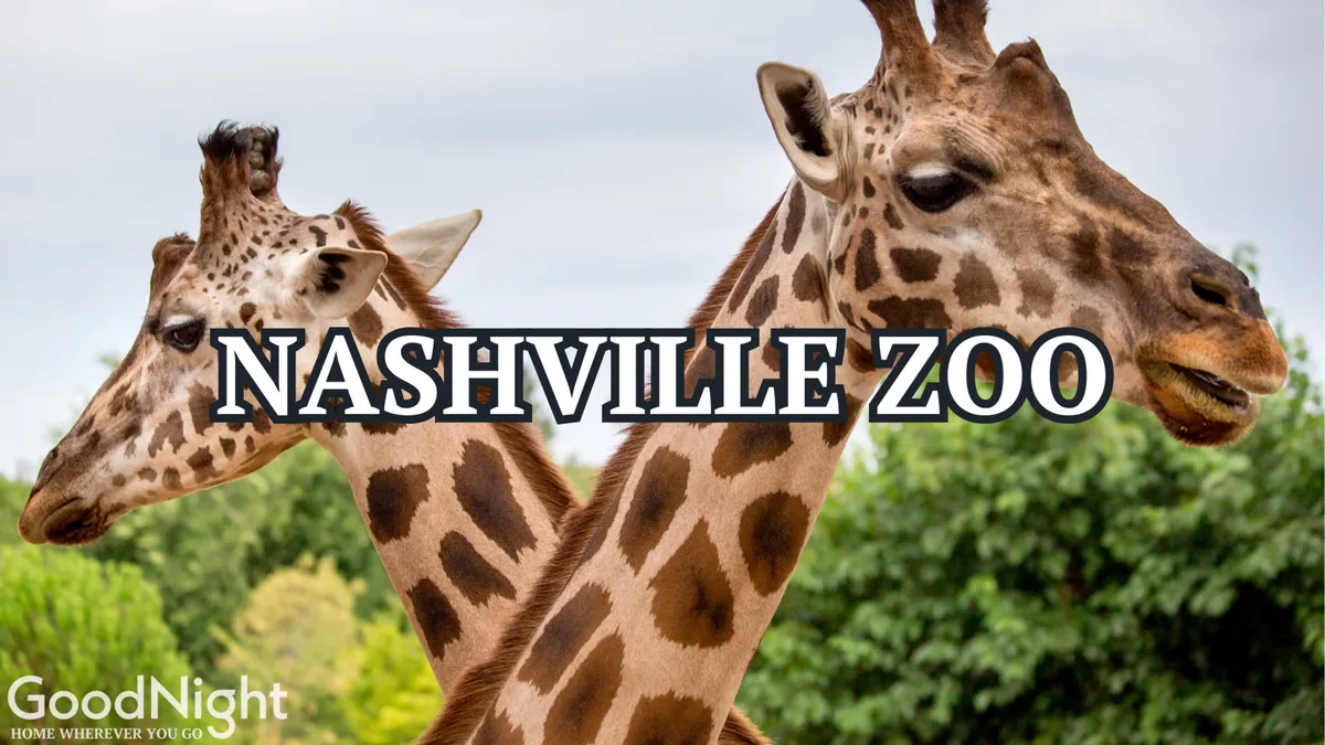 Two giraffes stand amidst lush green foliage at the Nashville Zoo, offering a close-knit, joyful wildlife encounter. The scene is vibrant and filled with curiosity, capturing the zoo’s appeal for young animal lovers.